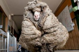 Tidak Pernah Dicukur, Domba Ini Punya Bulu 35 Kilogram