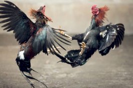 Latih Ayam Sabungannya Berkelahi, Pemiliknya Terluka Kena Taji hingga Tewas
