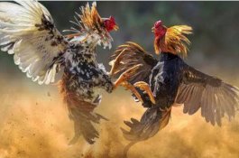 Hendak Diadu, Ayam yang Dipasangi Pisau Malah Membunuh Pemiliknya Sendiri