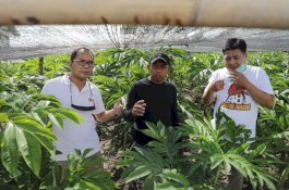 Sumber Ekonomi Masyarakat, Danny Ingin Tanam Porang di Lorong-lorong Makassar