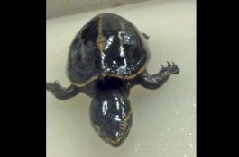 Kura-Kura Ini Ditemukan Hidup di Dalam Perut Ikan