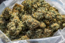 Polisi Gagalkan Pengiriman 17 Ton Ganja Bernilai Rp513 Triliun