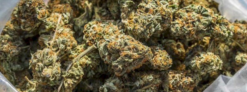 Polisi Gagalkan Pengiriman 17 Ton Ganja Bernilai Rp513 Triliun
