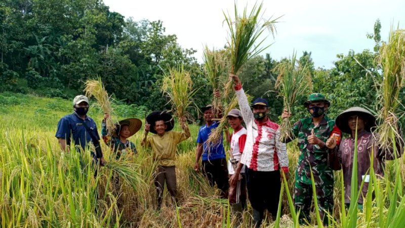 Petani Berterima Kasih, Panen Perdana Program PATB Padi di Cilacap Memuaskan