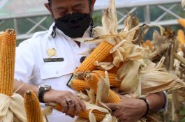 Mentan SYL Siap Laksanakan Perintah Presiden Tanam Jagung di Papua, NTT dan Maluku