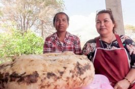 Jadi Bahan Parfum, Wanita Ini Temukan Muntahan Paus Mengambang di Pantai Senilai Rp3,7 Miliar