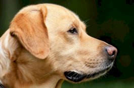 Diklaim Akurat 95 Persen, Anjing di Thailand Dilatih Deteksi Covid-19 dari Keringat