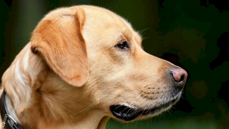 Ilustrasi anjing labrador (Pixabay/Chiemsee2016)
