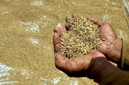 Harga Pasaran di Bawah Patokan, Untung Kostraling Siap Serap Ribuan Ton Gabah Kering Panen Petani