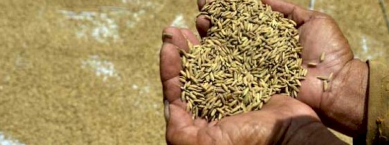 Harga Pasaran di Bawah Patokan, Untung Kostraling Siap Serap Ribuan Ton Gabah Kering Panen Petani