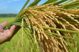 Kementerian Pertanian Genjot Produksi Padi lewat Gerakan IP400
