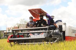 Panen Raya di Maros, Bulog dan Kostraling Sinergi Serap Gabah
