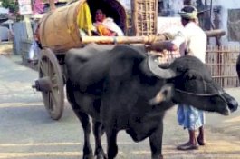 Ambulans Menolak karena Jalan Rusak, Ibu Hamil Ini Manfaatkan Kerbau ke Rumah Sakit