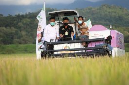 Panen Padi di Barru, Mentan SYL Bersama Mitra Tancap Gas Serap Gabah Petani