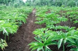 Tertarik Budidaya Porang, Gubernur Kaltara Zainal Arifin Paliwang Berkunjung ke Sidrap