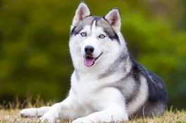 Anjing Ini Rela Mati demi Selamatkan Keluarga Pemilik dari Ular Kobra