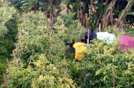 Jelang Ramadan dan Idulfitri, Petani Cabai Daerah Sentra Sepakat Amankan Pasokan