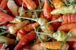 Kementan Gelontorkan 195 Ton Cabai untuk Normalkan Harga Cabai Rawit di Jabodetabek