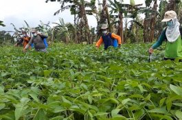 Kementan Optimalkan Program Gerdal OPT Padat Karya di Berbagai Wilayah