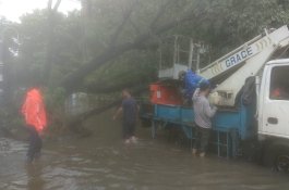 Pohon Tumbang di Beberapa Titik, Plt Kepala DLH Makassar: Maaf, Insyaallah Kami Selesaikan dengan Keterbatasan