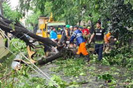 13 Pohon Tumbang dan Timpa Kabel Listrik di Kabupaten Gowa