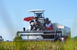 Tiada Hari Libur, Mentan Pacu Penyerapan Gabah di Karawang