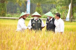Di Sumsel, Mentan SYL Panen dan Gerakan Serap Gabah