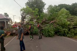 Pohon Tumbang Tutup Akses Jalan Jeneponto-Makassar