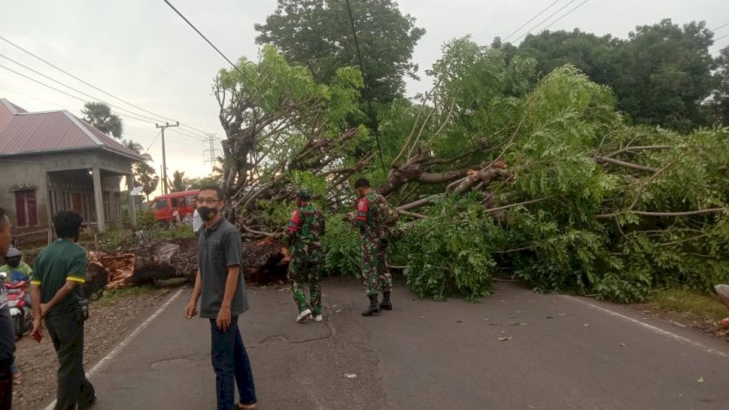 Pohon Tumbang Tutup Akses Jalan Jeneponto-Makassar