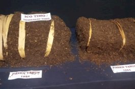 Tembakau Soppeng Berumur Puluhan Tahun Dipamerkan di Makassar