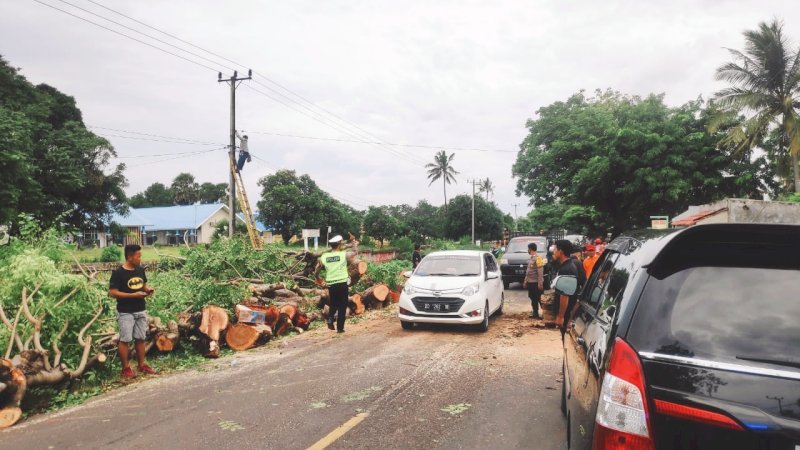 Sudah Bisa Dilalui Kembali, Pohon Tumbang Sempat Tutup Akses Jeneponto-Makassar