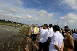 Kementan Maksimalkan Lahan di Dadahup Dukung Food Estate