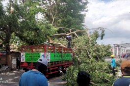 Angin Kencang Terjang Bulukumba, Pohon Tumbang Timpa Mobil Truk