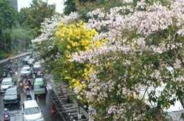 DLH Makassar Tanam Ratusan Tabebuya di Jalan Perintis, Diperkirakan Berbunga Bertepatan Pemilu 2024