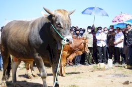 Mentan RI Jamin Ketersediaan Daging Jelang Idulfitri Aman Terkendali