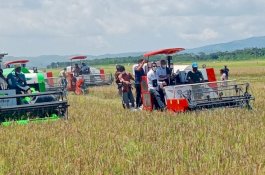 Panen Padi di Food Estate Program Kementan, Bukti Peradaban Baru Pertanian di NTT