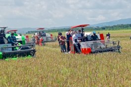 Panen Padi di Lokasi Food Estate, Gubernur NTT BuktikanTerwujudnya Peradaban Baru