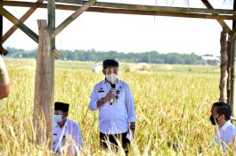 Presiden Jokowi Senang Produktivitas Padi Tinggi dan Harga Gabah Petani Naik