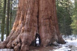 Inilah Pohon Terbesar di Dunia, Hampir Sama Tinggi Monas Jakarta