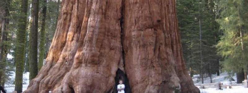 Inilah Pohon Terbesar di Dunia, Hampir Sama Tinggi Monas Jakarta