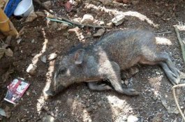 Babi Ngepet di Depok Ternyata Rekayasa, Pelaku Beli Online Anak Babi Seharga Rp900 Ribu