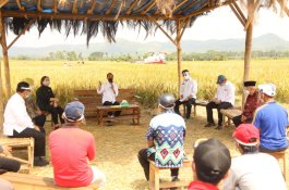 Presiden Jokowi Tinjau Panen Raya Padi di Kabupaten Malang