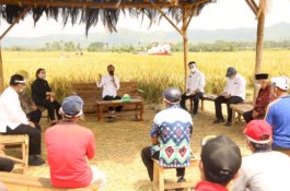 Tak Perlu Impor, Presiden Jokowi Buktikan Produksi Padi Memuaskan di Malang