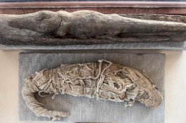 Dulu Dikira Pendeta, Ilmuwan Menemukan Mumi Wanita Ini Ternyata dalam Kondisi Hamil 30 Pekan