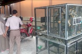 SKP Kelas 1 Parepare Gagalkan Penyelundupan Ratusan Ekor Burung dari Kalimantan