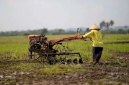 Sektor Pertanian Tumbuh Positif, Stok Aman di Atas Standar FAO