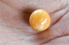 Temukan Mutiara Senilai Miliaran dalam Seekor Siput, Wanita Ini Bakal Kaya Mendadak