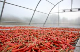 Solar Dryer Dome Tingkatkan Nilai Tambah Produk Hortikultura Petani