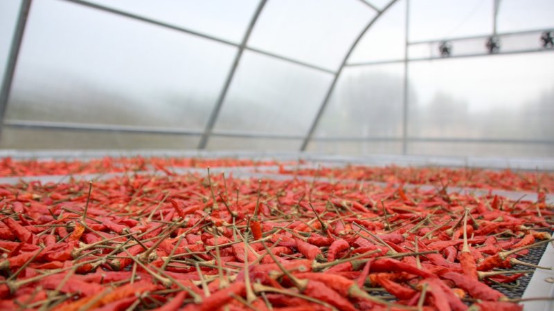 Solar Dryer Dome Tingkatkan Nilai Tambah Produk Hortikultura Petani