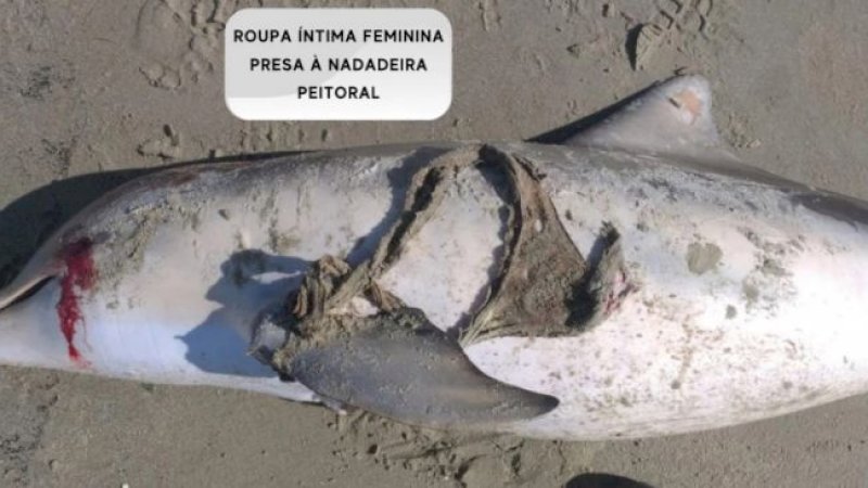 Seekor lumba-lumba ditemukan terdampar dan ada celana dalam wanita tersangkut di siripnya.[Newsflash via The Sun]